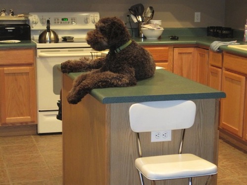 Dog on counter 8