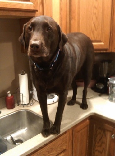 Dog on counter 9