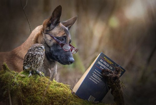 Dog owl friendship tanja brandt 1