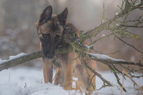 Dog owl friendship tanja brandt 10