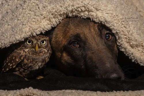 Dog owl friendship tanja brandt 11