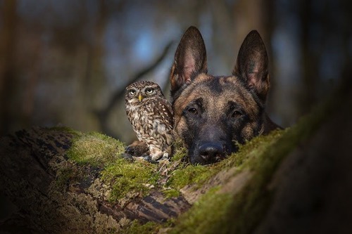 Dog owl friendship tanja brandt 13