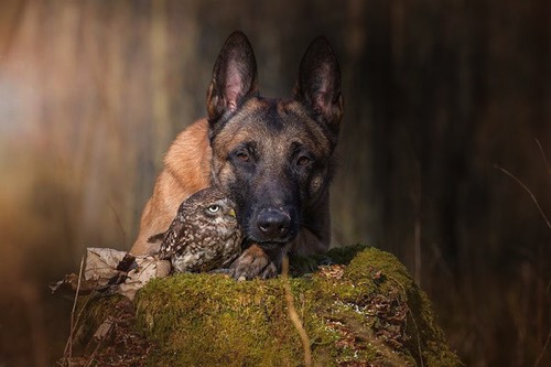 Dog owl friendship tanja brandt 14