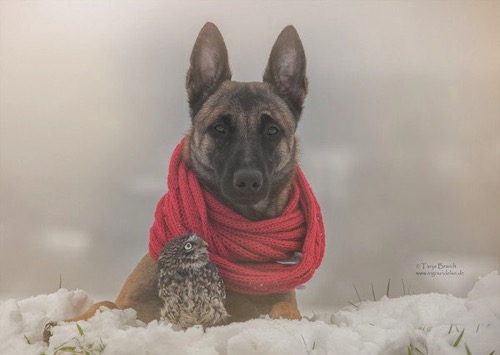 Dog owl friendship tanja brandt 15