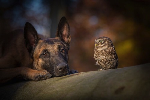 Dog owl friendship tanja brandt 3
