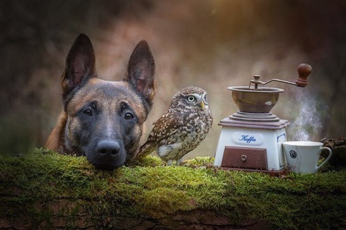 Dog owl friendship tanja brandt 7