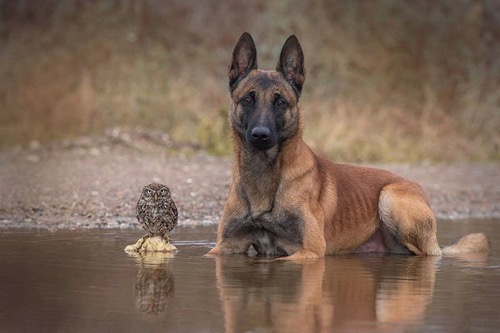 Dog owl friendship tanja brandt 8