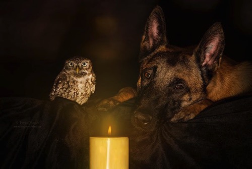 Dog owl friendship tanja brandt 9