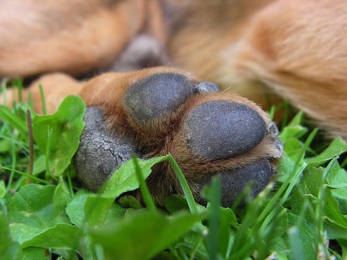 Dog paw close