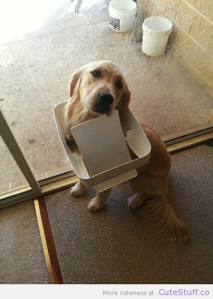 Dog stuck bin lid