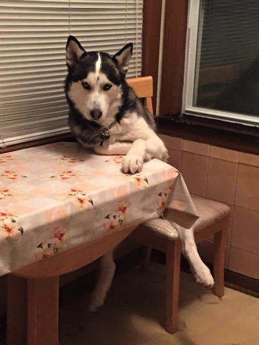 Dog table