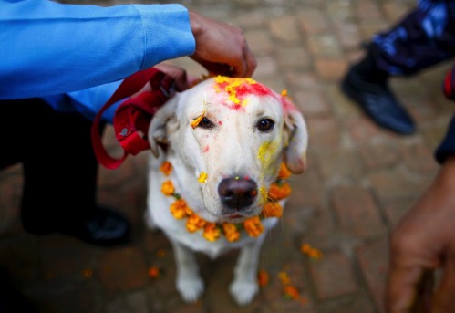 Dogs celebrated nepal kukur tihar festival
