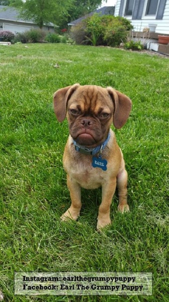 Earl grumpy puppy 4