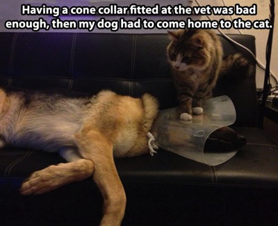 Funny cat step dog collar cone