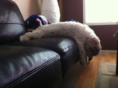 Funny dog plank on sofa