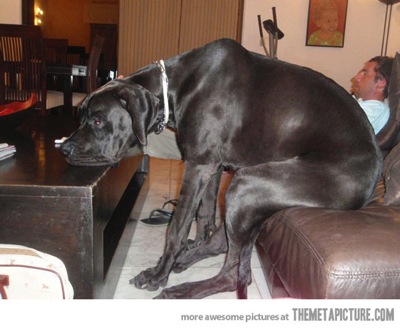 Funny dog sitting couch watching TV 2