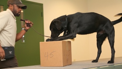 Fws detector dog