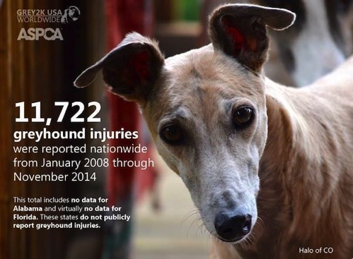 Greyhound injured 2