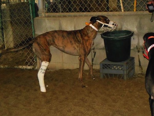 Greyhound injured