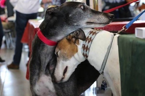Greyhounds adopted