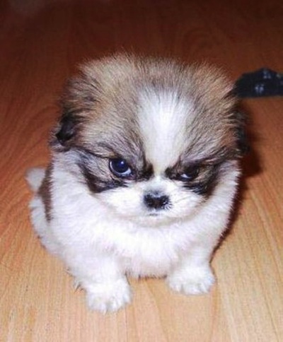 Grumpy dogs 3