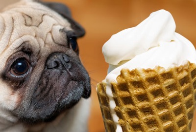Jiu rf photo of sad dog and ice cream