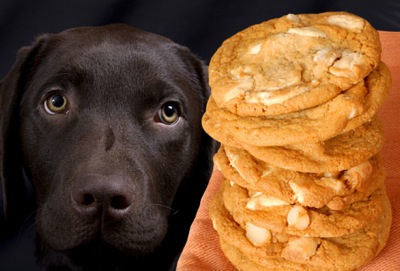 Jiu rf photo of sad dog and macadamia nuts