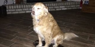 【犬ニュース】飼い主に疑いを持たない犬