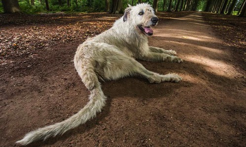 犬ニュース 世界一尻尾が長い犬 ギネス記録は何センチ