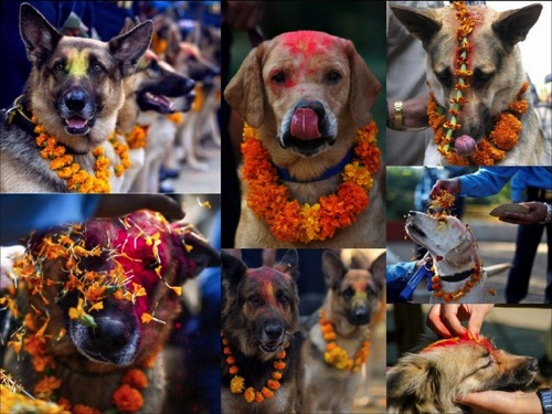 ニュース 世界の犬祭