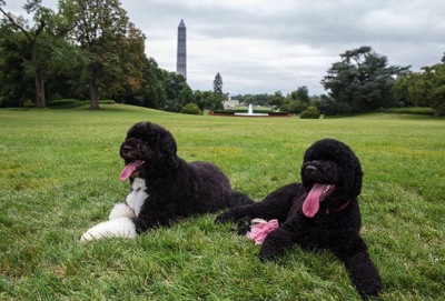 La ol obamas second first dog is a chance to t 001