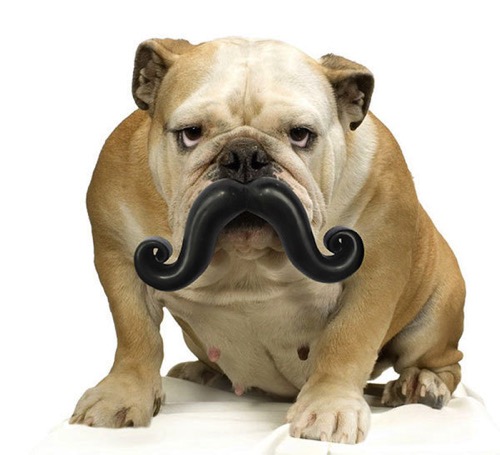Pet toy bulldog with moustache