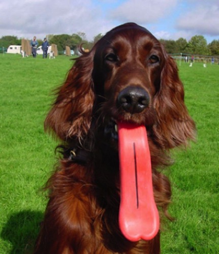 Pet toy humunga tongue