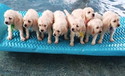 Puppies go for swim 1