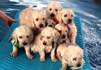 Puppies go swimming 4