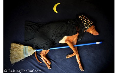 写真 犬の寝相アート