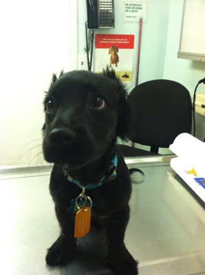 The most terrified dogs at the vet their expressions are priceless lol 2