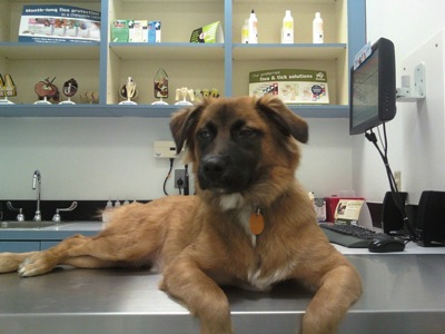 The most terrified dogs at the vet their expressions are priceless lol 22