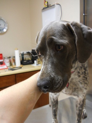 The most terrified dogs at the vet their expressions are priceless lol 24