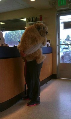 The most terrified dogs at the vet their expressions are priceless lol 9