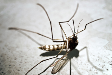 Upturned mosquito 360x240