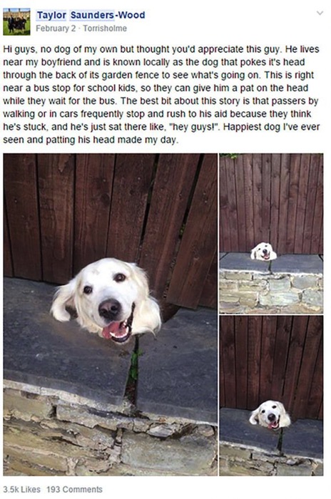 White dog fence