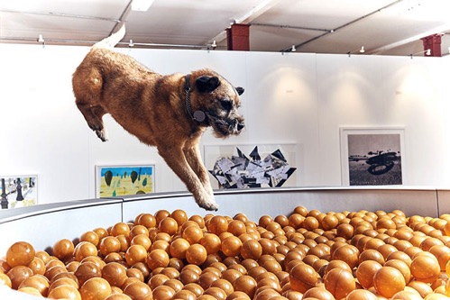 World first dog art exhibition dominic wilcox london 2