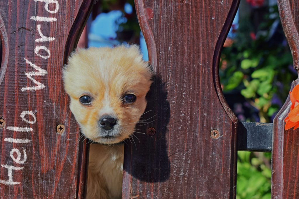 puppycourse